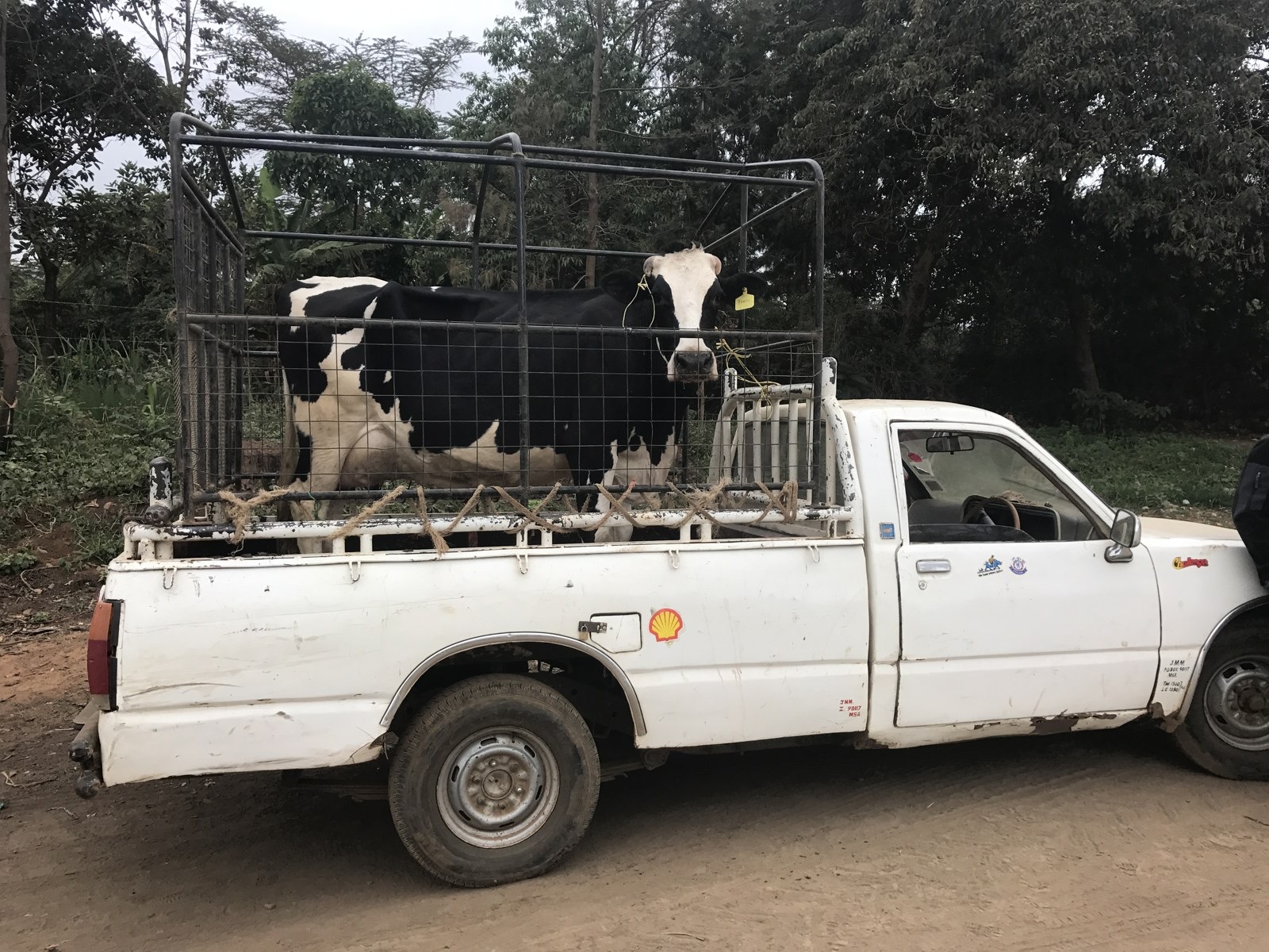 Faith the cow being delivered on the back of a pickup truck