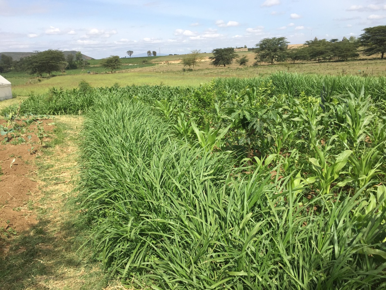 Green fields in Kenya